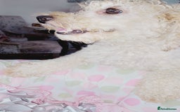 Miniature Poodle dogs for sale: Miniature poodle  - Image 16