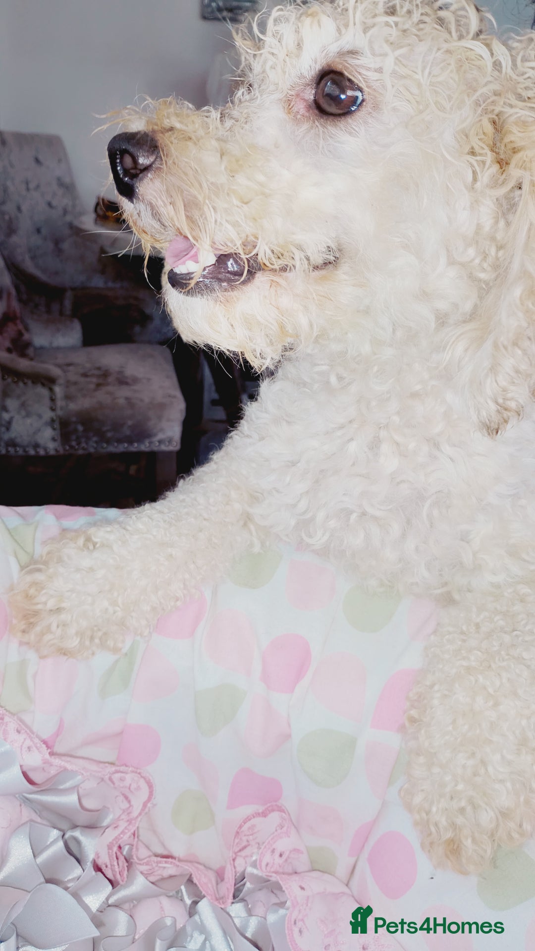 Miniature Poodle dogs for sale: Miniature poodle  - Image 16