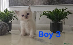Ragdoll cats for sale: 🤍 Pure Ragdoll Blue Point & Blue Lynx Kittens - Image 12