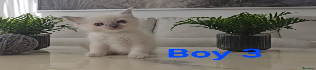 Boy 3