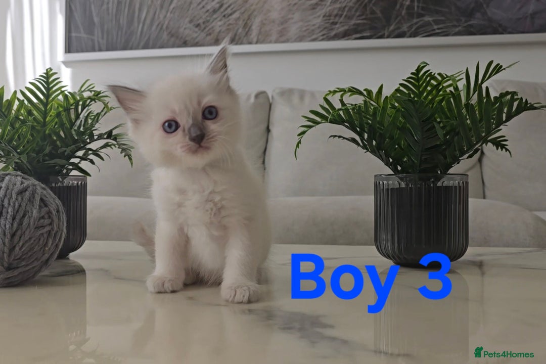 Ragdoll cats for sale: 🤍 Pure Ragdoll Blue Point & Blue Lynx Kittens - Image 12