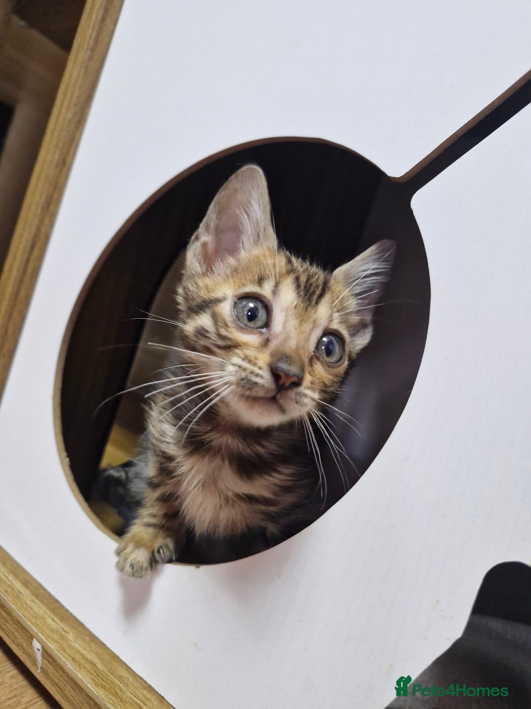 Bengal cats for sale: TICA Genetic & Health Tested Bengal Kittens  - Image 8
