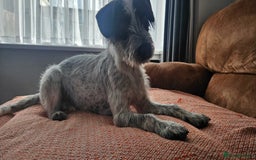 Mixed Breed dogs for sale: Terrier x cocker spaniel 10month old - Image 2