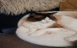 Ragdoll cats for sale: Beautiful Ragdoll Cat - Image 3