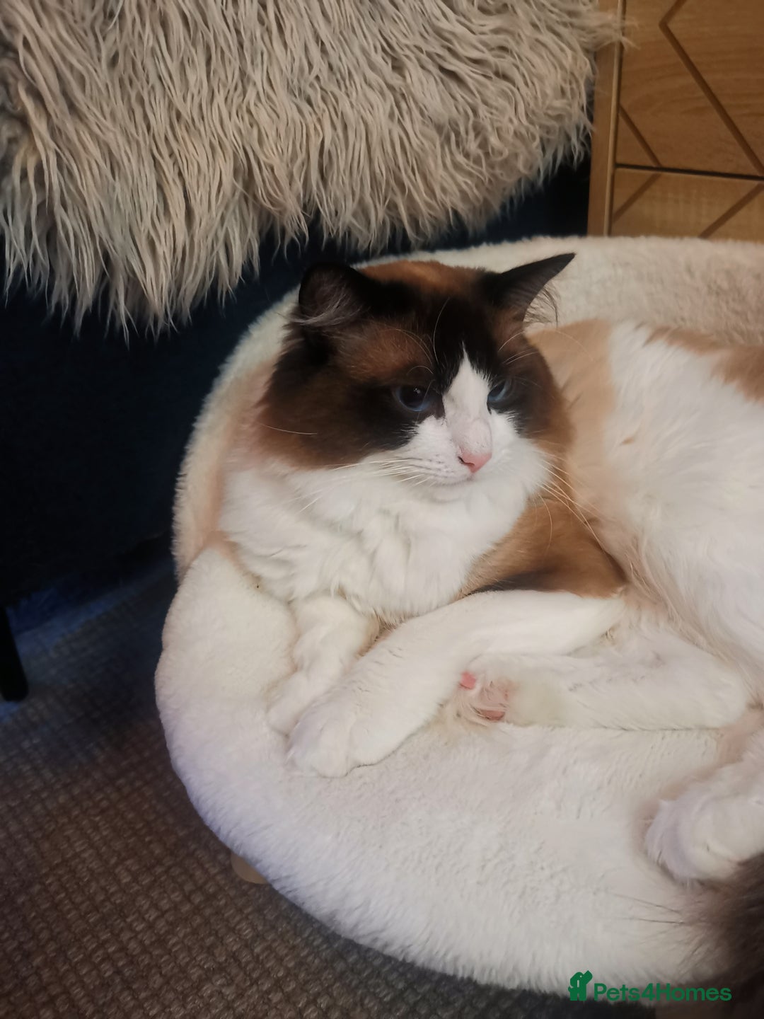 Ragdoll cats for sale: Beautiful Ragdoll Cat - Image 3