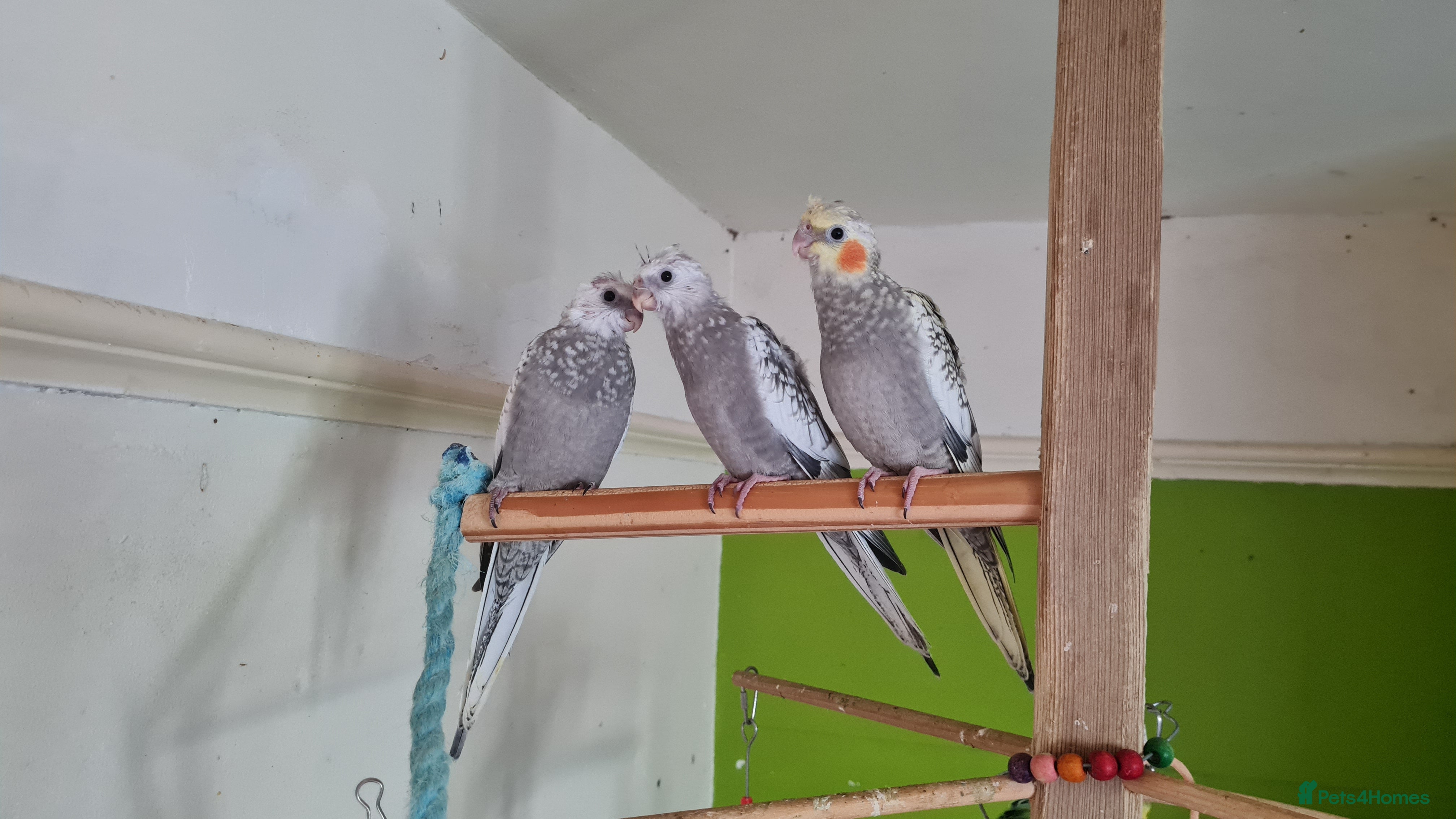 Cockatiels birds Gorgeous baby cockatiels  - Advert 1