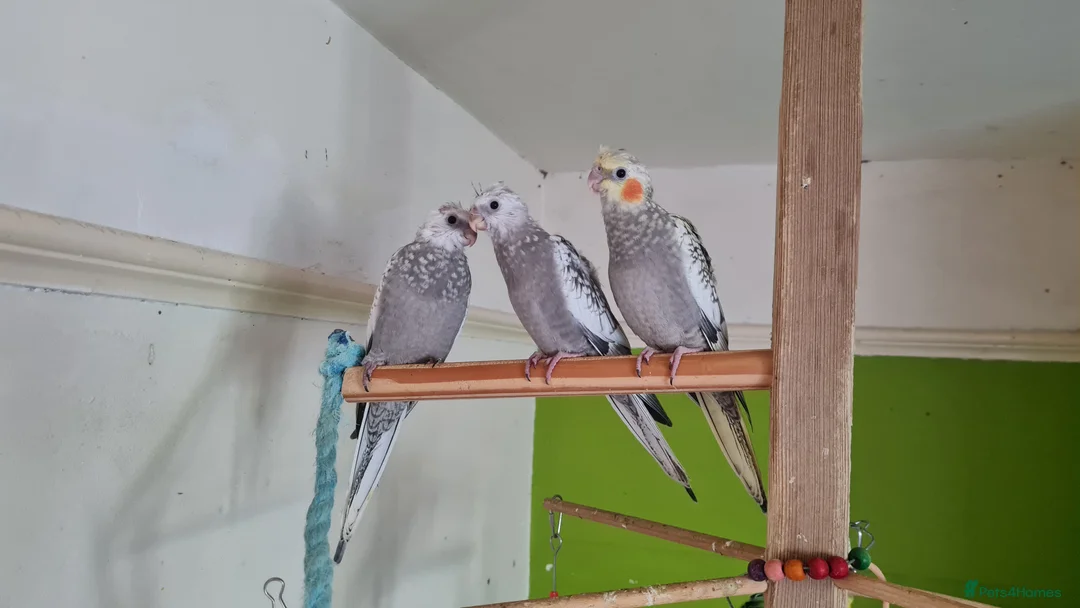 Cockatiels birds for sale: Gorgeous baby cockatiels  - Advert 1