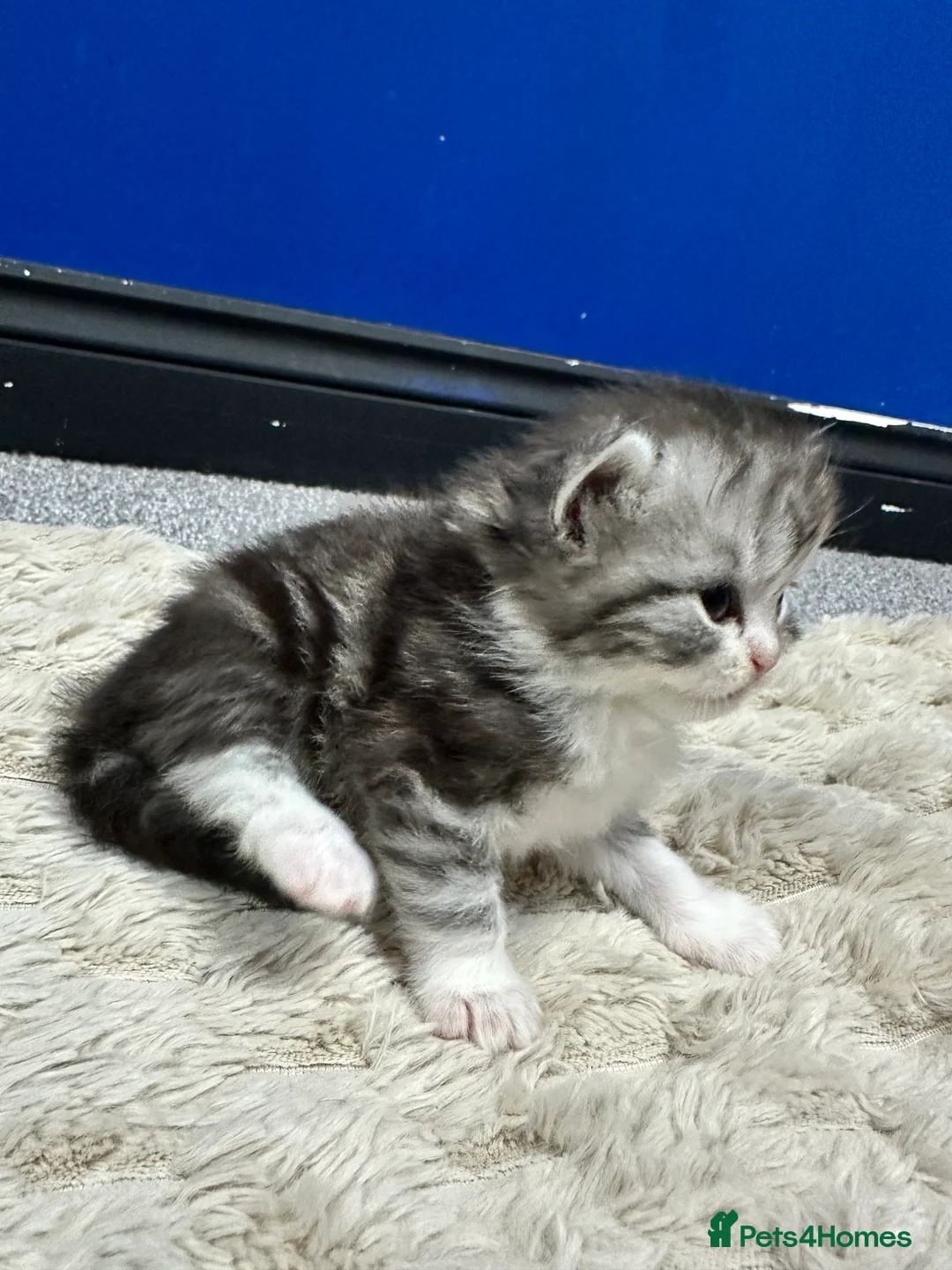 Persian cats for sale: 5 Beautiful Purebred Persian Kittens–Available now - Advert 20