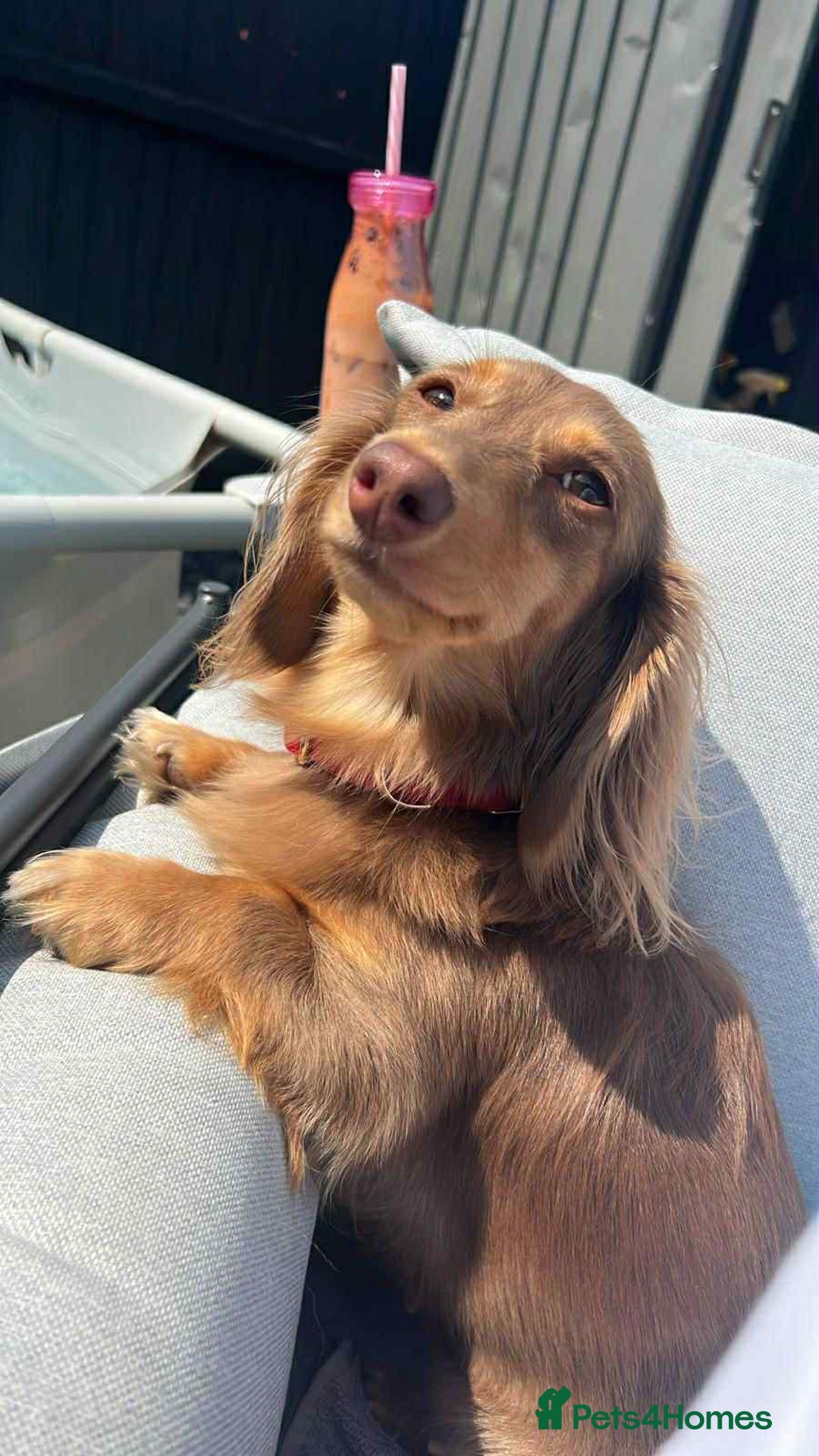 Dachshund dogs for sale: Cream (shaded) long haired dachshunds  - Image 13