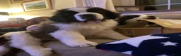 Saint Bernard dogs for sale: Pups from HIP & ELBOW scored parents  - Advert 4