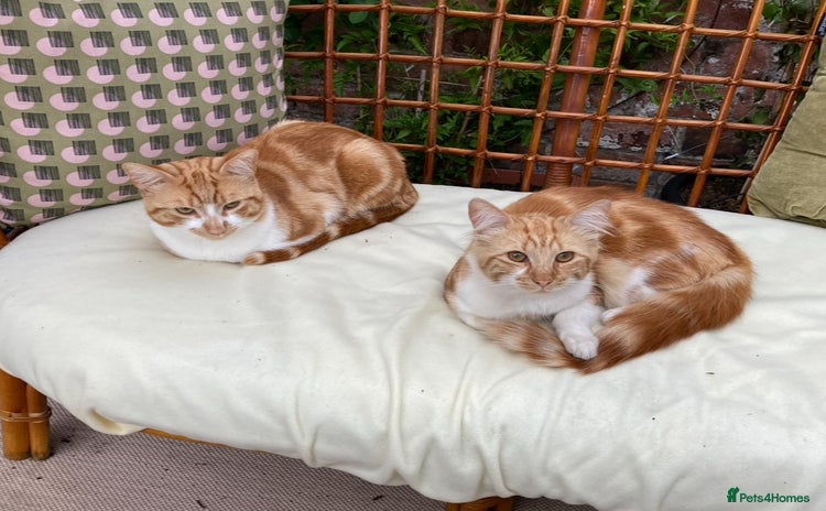 British Shorthair cats - Advert 4