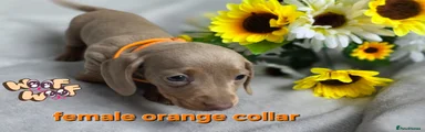 Dachshund orange collar 