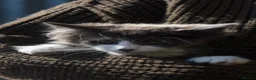 Maine Coon cats for sale: Xl Maine coon kittens parents Russian imports  - Advert 17
