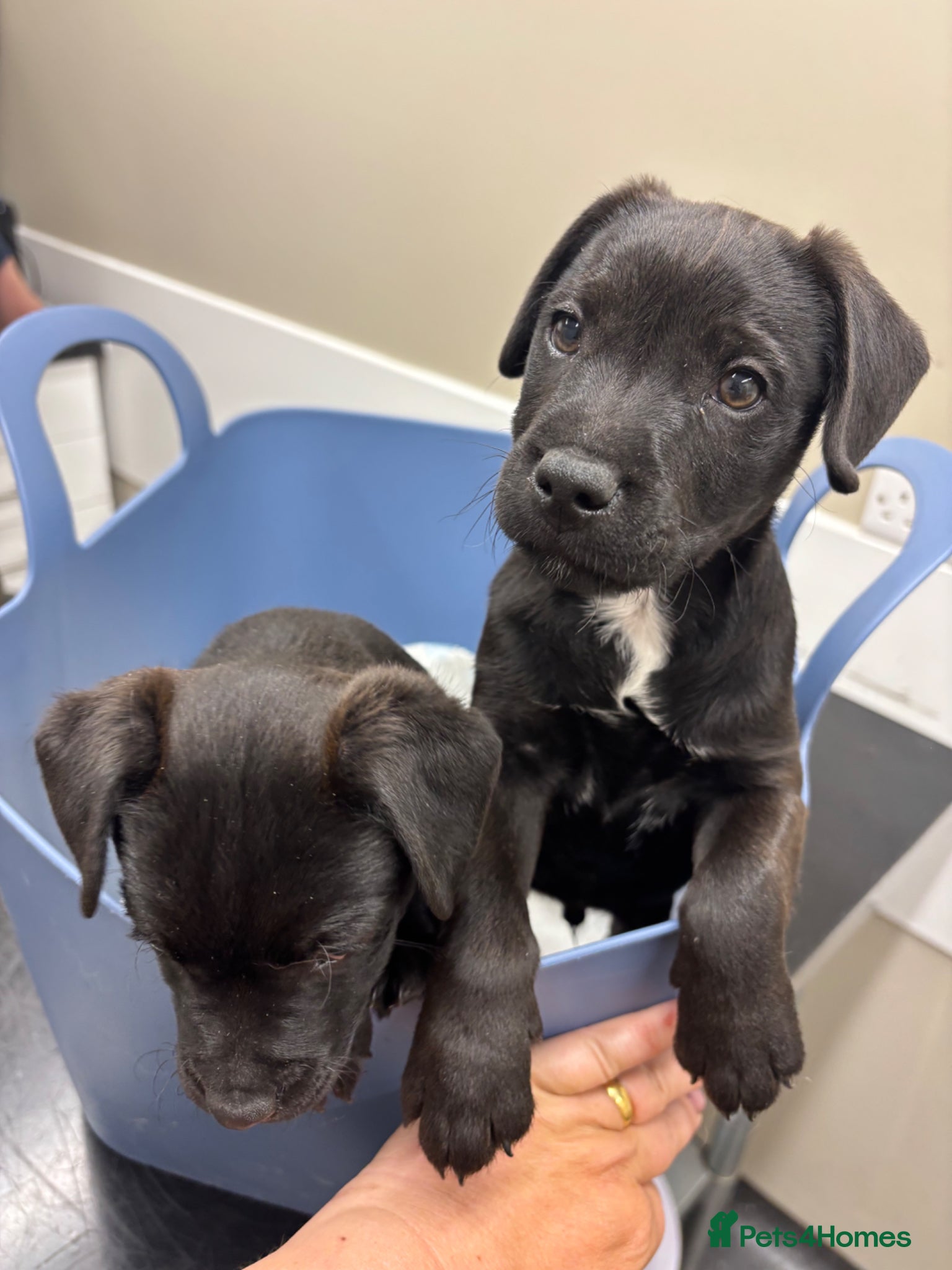 Patterdale Terrier dogs Gorgeous patterdale pups for sale - Advert 10