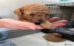 Poochon dogs for sale: 1 female 1 male Poochon puppy.  - Image 6