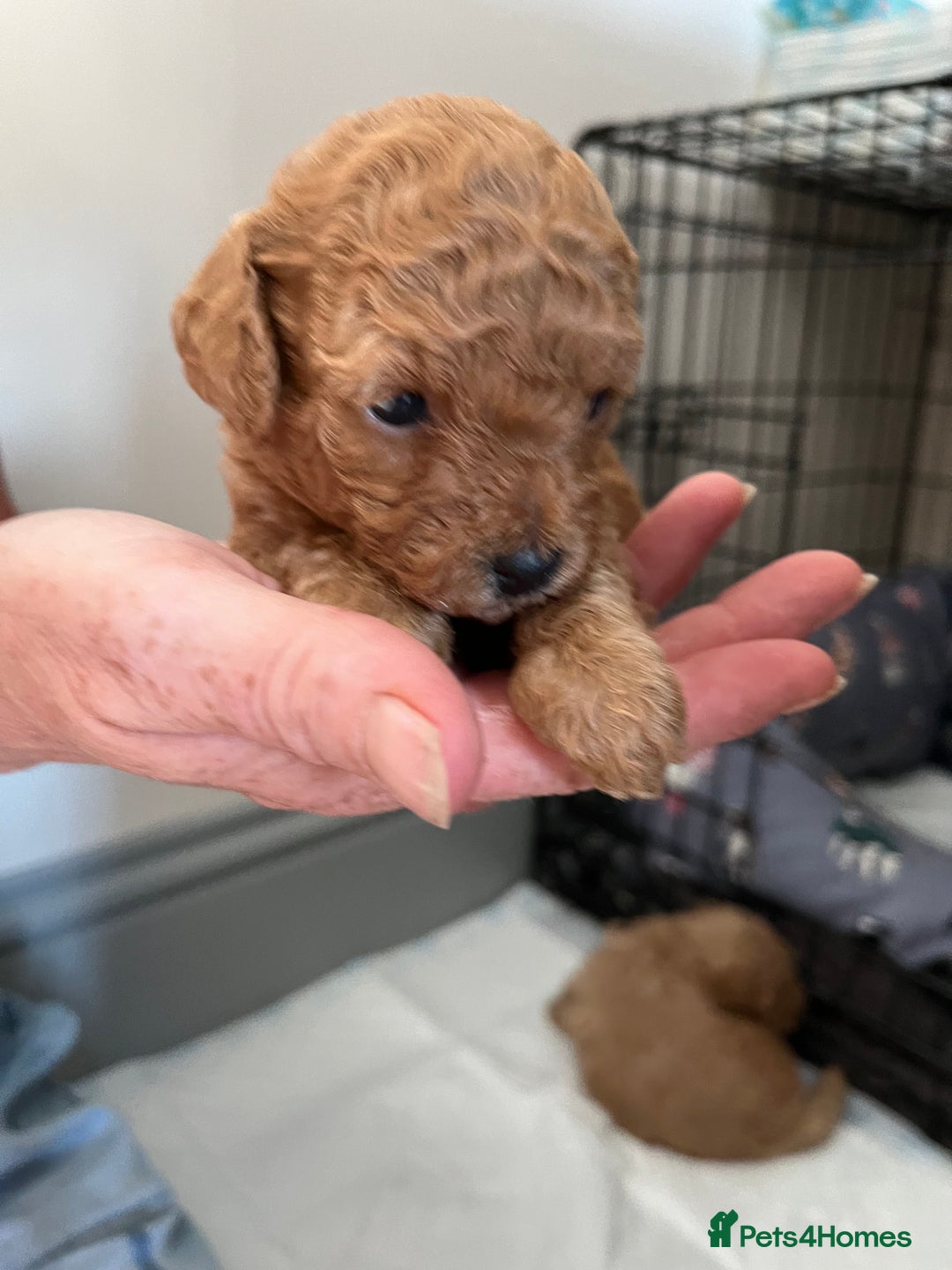 Poochon dogs for sale: 1 female 1 male Poochon puppy.  - Image 6