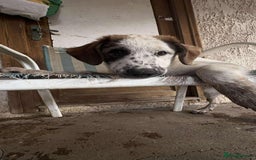 Mixed Breed dogs for sale: Winnie  - Image 3