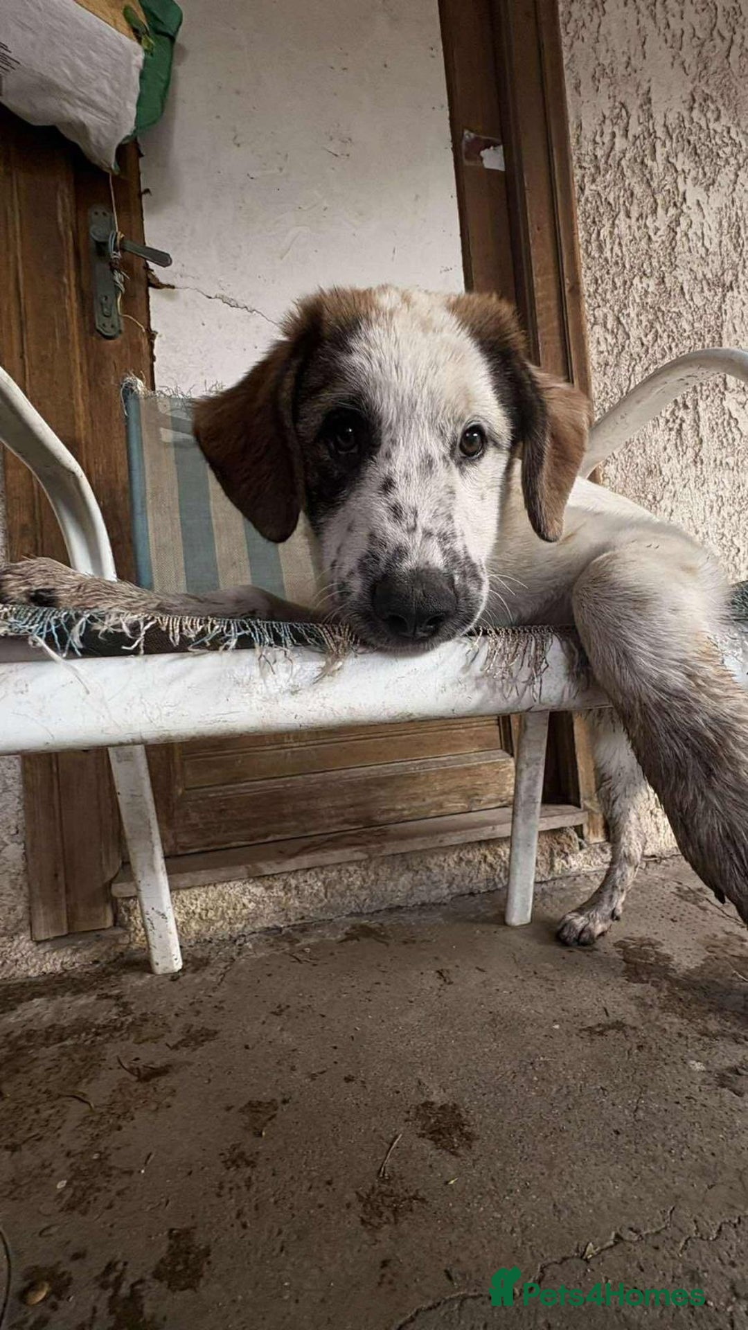 Mixed Breed dogs for sale: Winnie  - Image 3