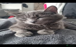 Russian Blue cats for sale: Rehoming cats  - Image 4