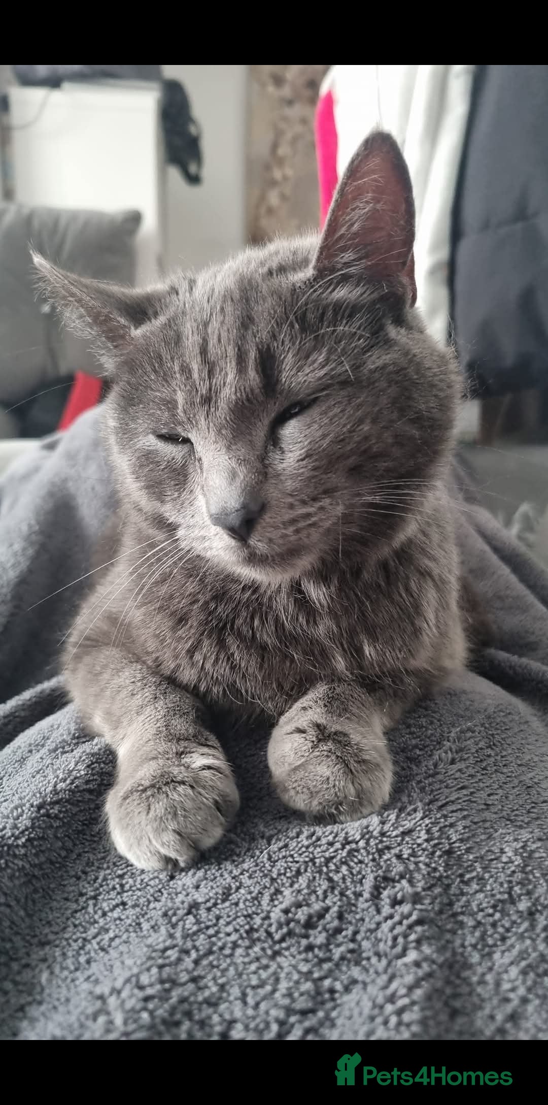 Russian Blue cats for sale: Rehoming cats  - Image 4