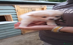 Pomeranian dogs for sale: Beautiful Russian pomeranian pups - Image 19