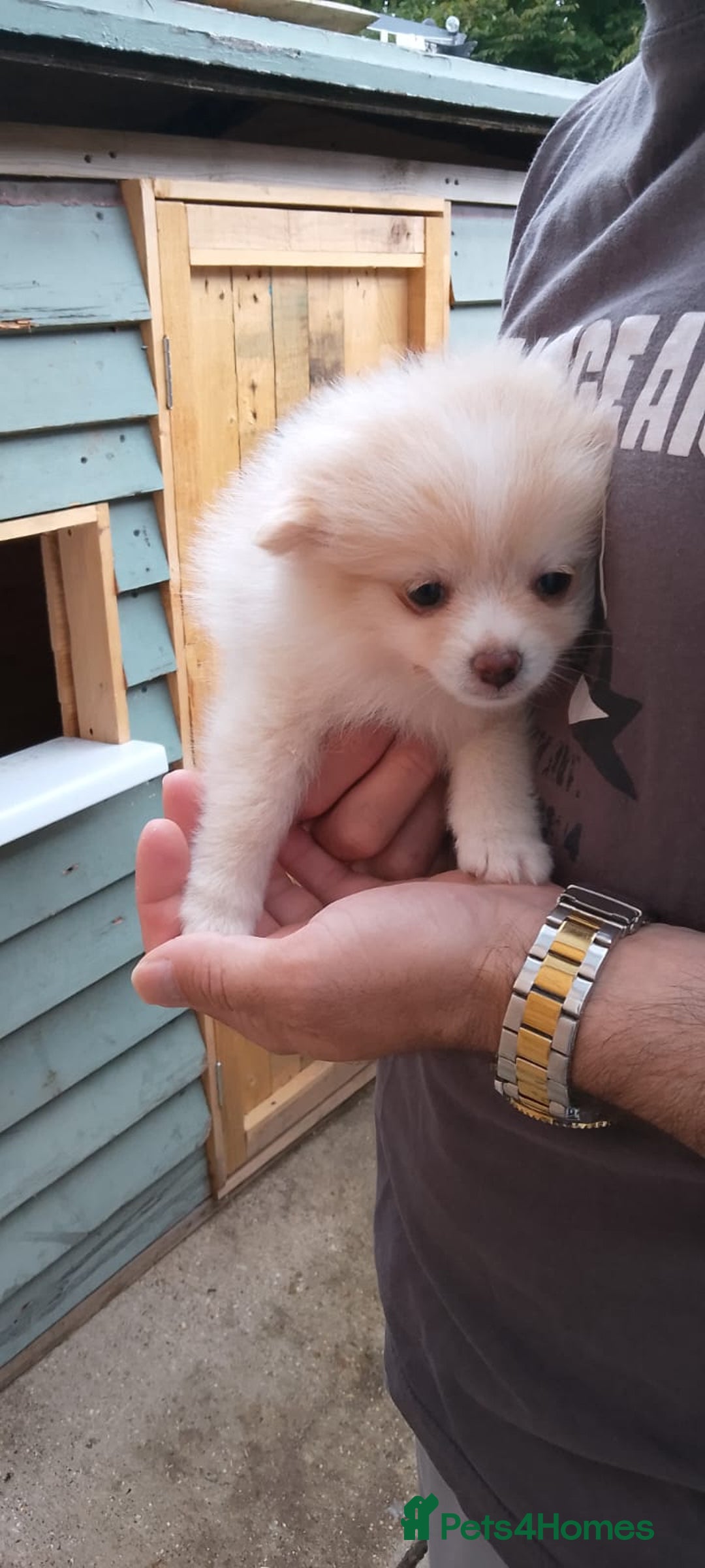 Pomeranian dogs for sale: Beautiful Russian pomeranian pups - Image 19