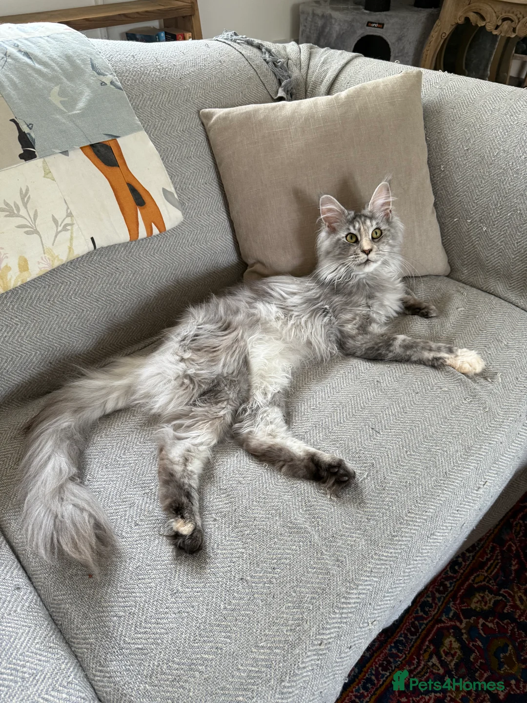 Maine Coon cats for sale: Beautiful Maine Coon Kittens in Eye - Advert 12