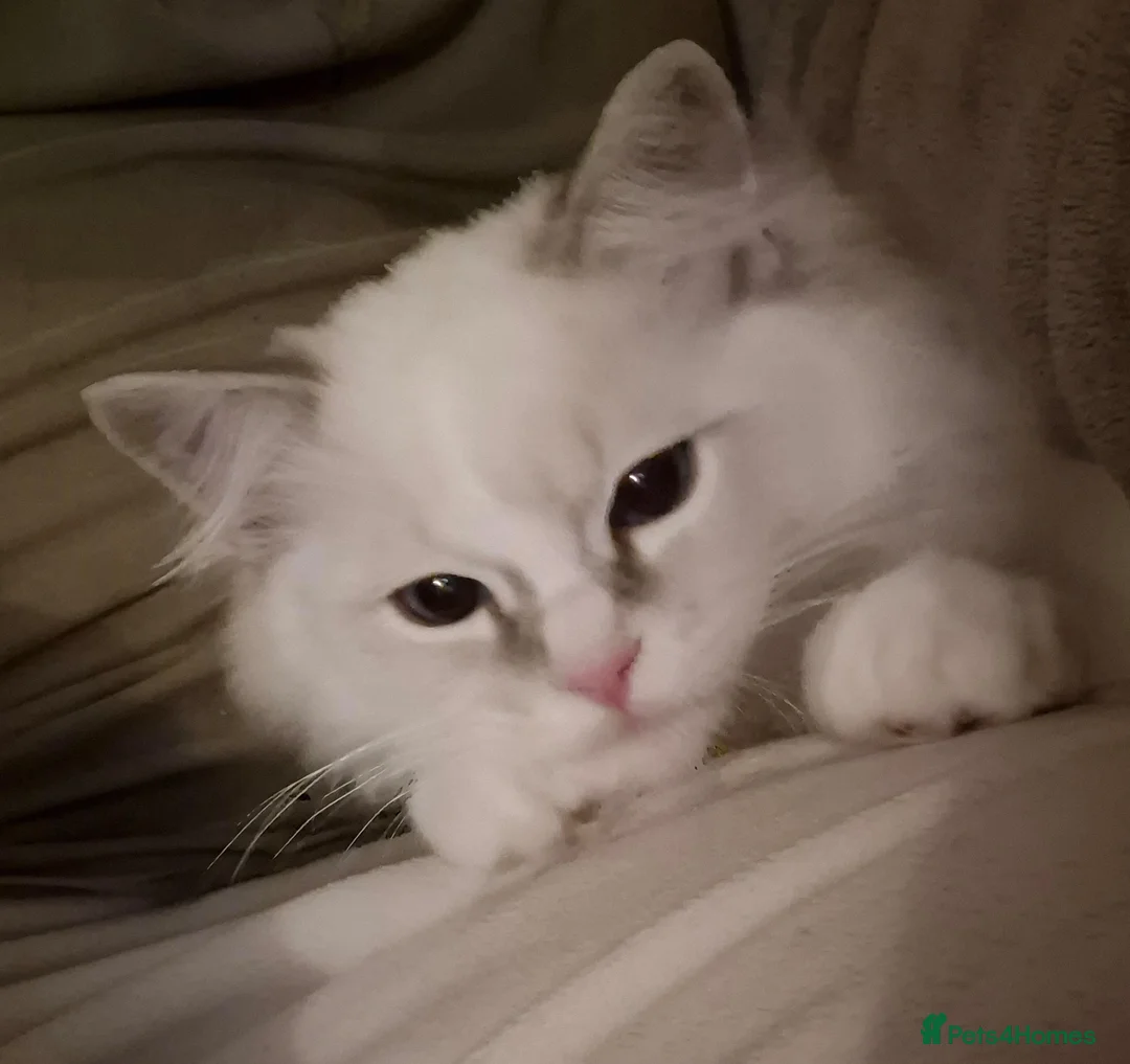 Ragdoll cats for sale: Rupert the Bear - Advert 3