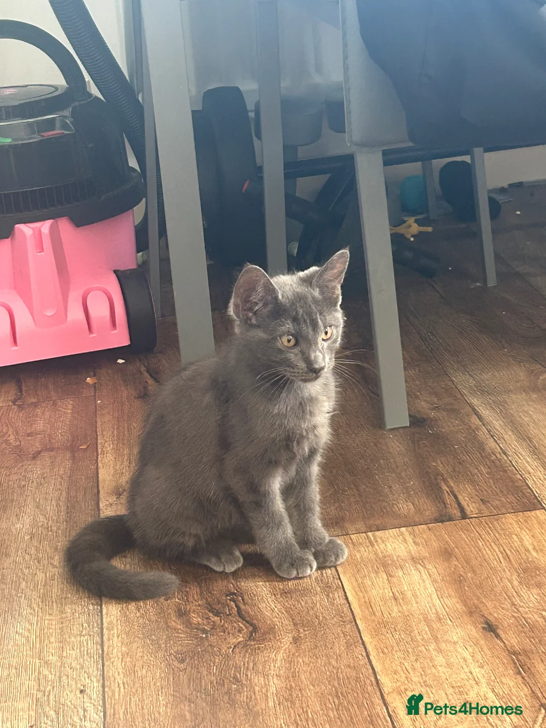 Mixed Breed cats for sale: Kittens - Advert 10