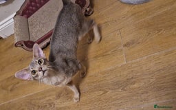 Abyssinian cats for sale: Beautiful blue boy 💙 - Image 13