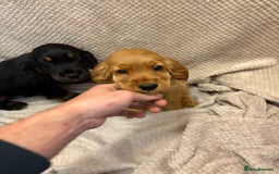 Cocker Spaniel dogs for sale: Show type cocker spaniels puppies  - Image 7