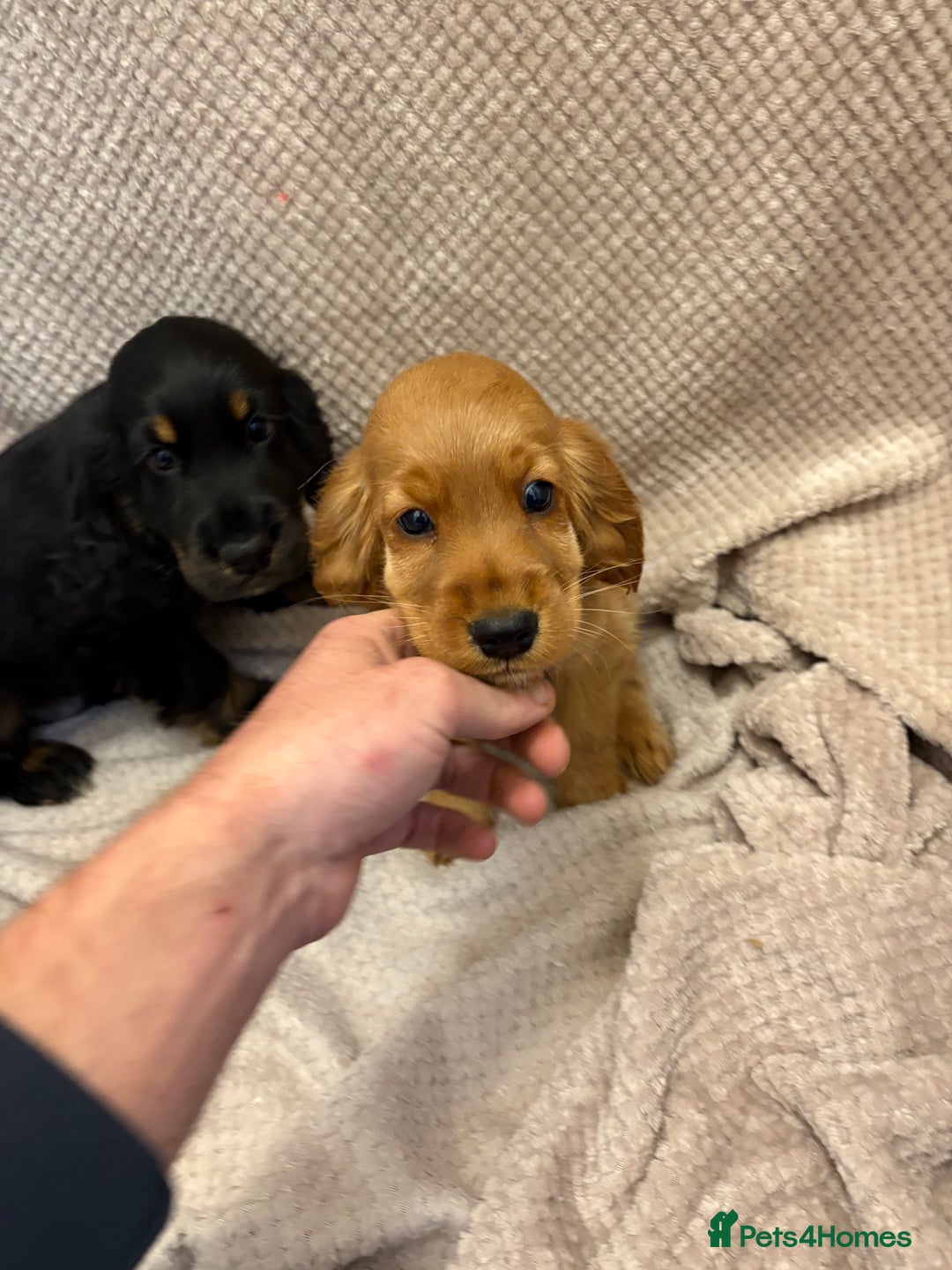 Cocker Spaniel dogs for sale: Show type cocker spaniels puppies  - Image 7
