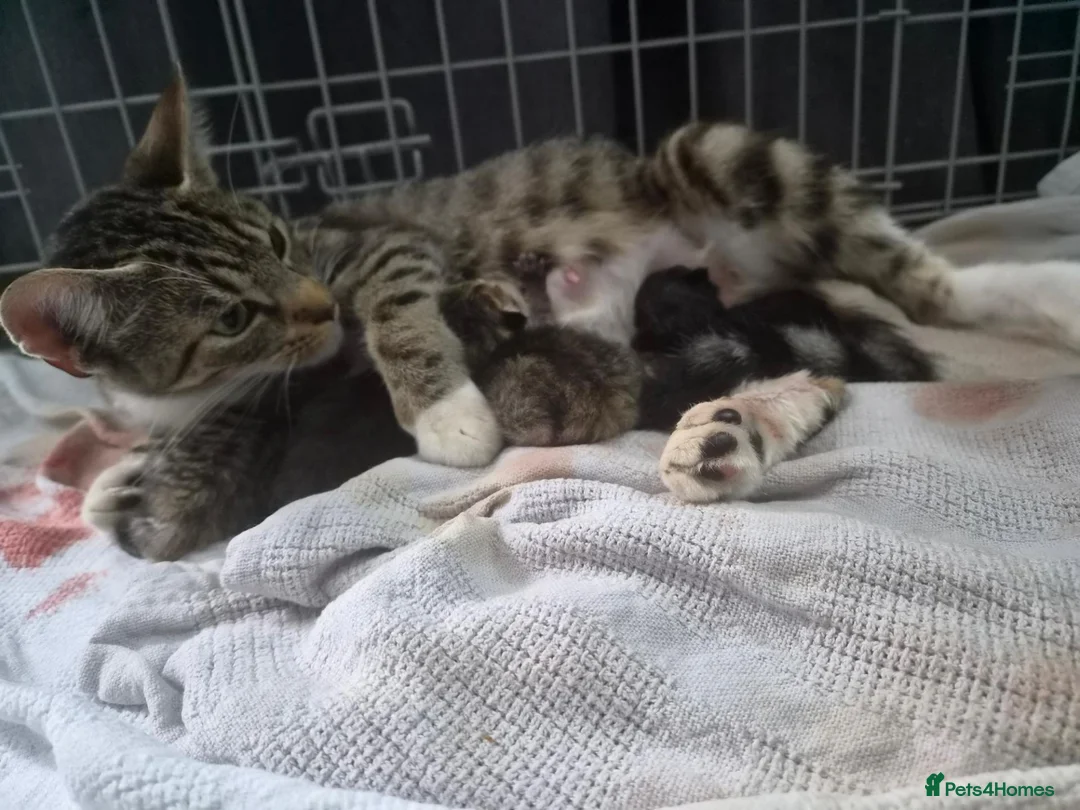 Mixed Breed cats for sale: Gorgeous ragdoll x bengal - Advert 2