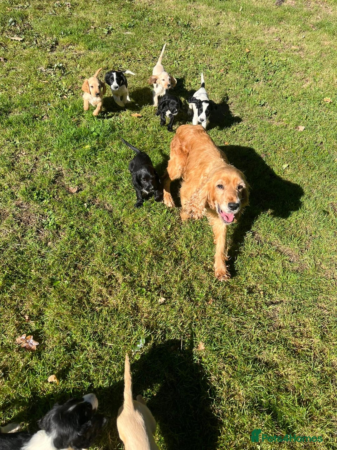 Cocker Spaniel dogs for sale: Cocker spaniel puppies - Image 9