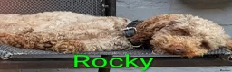 Cockapoo dogs for sale: F2b cockapoo pups health test parents - Advert 12