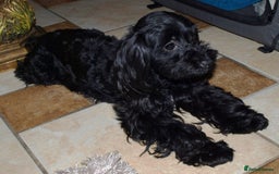 Cockapoo dogs for sale: Cockerpoo Puppy 5mths old - Image 8