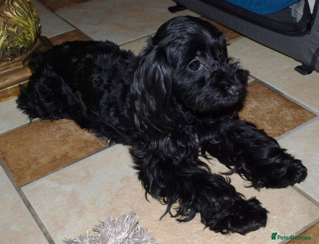 Cockapoo dogs for sale: Cockerpoo Puppy 5mths old - Image 8