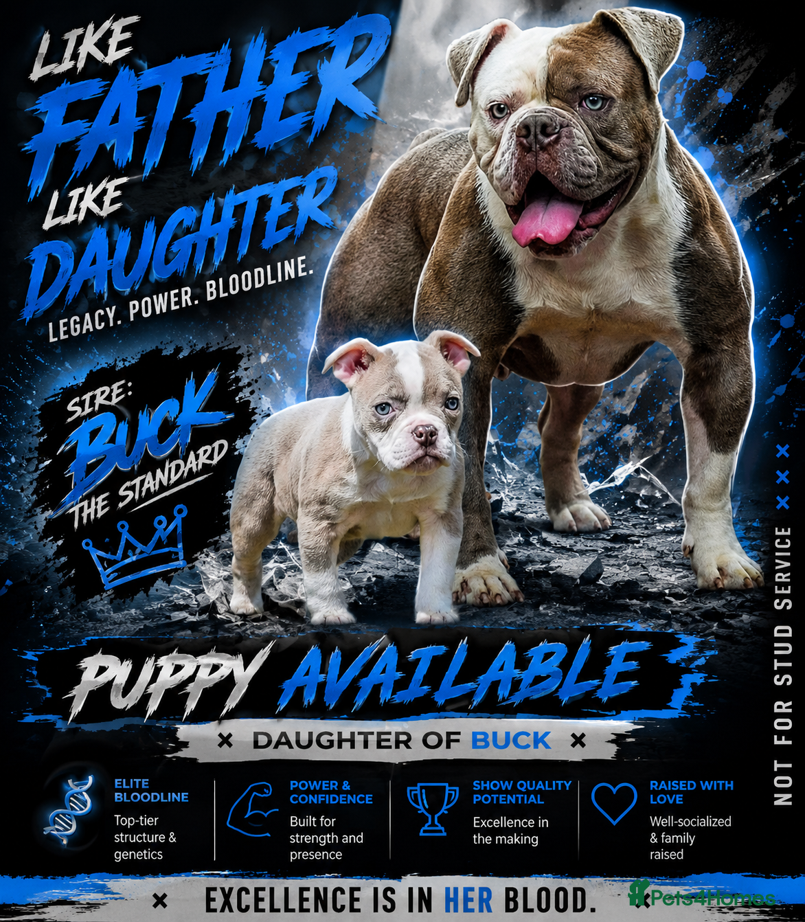 Olde English Bulldogge dogs 23❤️YEARS❤️5⭐️RATED❤️LICENSED❤️PROFESSIONALS❤️ - Advert 8