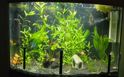 Live Bearers fish for sale: Tropical fish for sale 6 for £10 in Prescot - Image 24