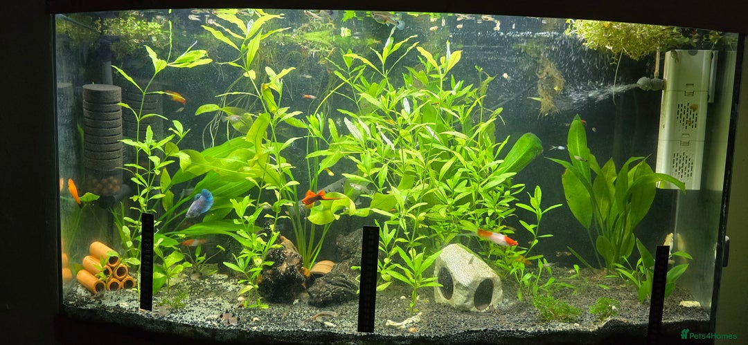 Live Bearers fish for sale: Tropical fish for sale 6 for £10 in Prescot - Image 24