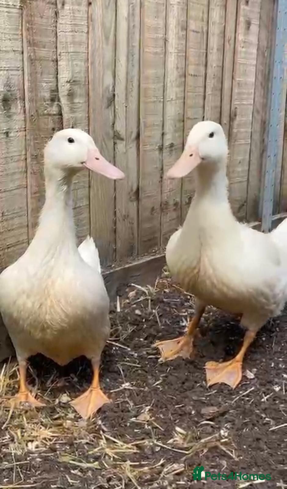 Ducks poultry Female White Duck - Advert 2