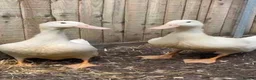 Ducks poultry for sale: Female White Duck - Advert 2