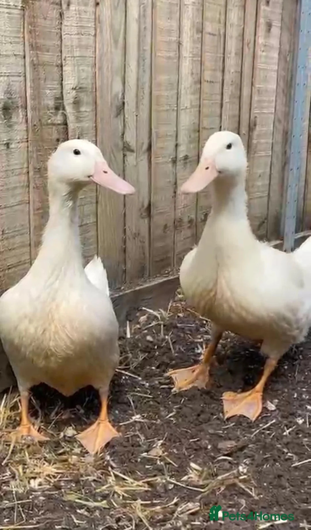 Ducks poultry for sale: Female White Duck - Advert 2
