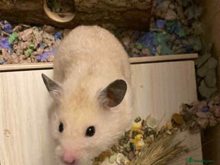 Hamster rodents Lovely Male Syrian Hamster for Sale with cage - Advert 1