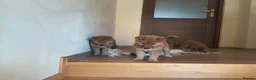 Japanese Shiba Inu dogs for sale: Pure Breed Japanese Shiba Inu Puppies  in Goole - Advert 27