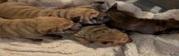 Shar Pei dogs for sale: Beautiful litter of Shar Pei Puppies  - Advert 2