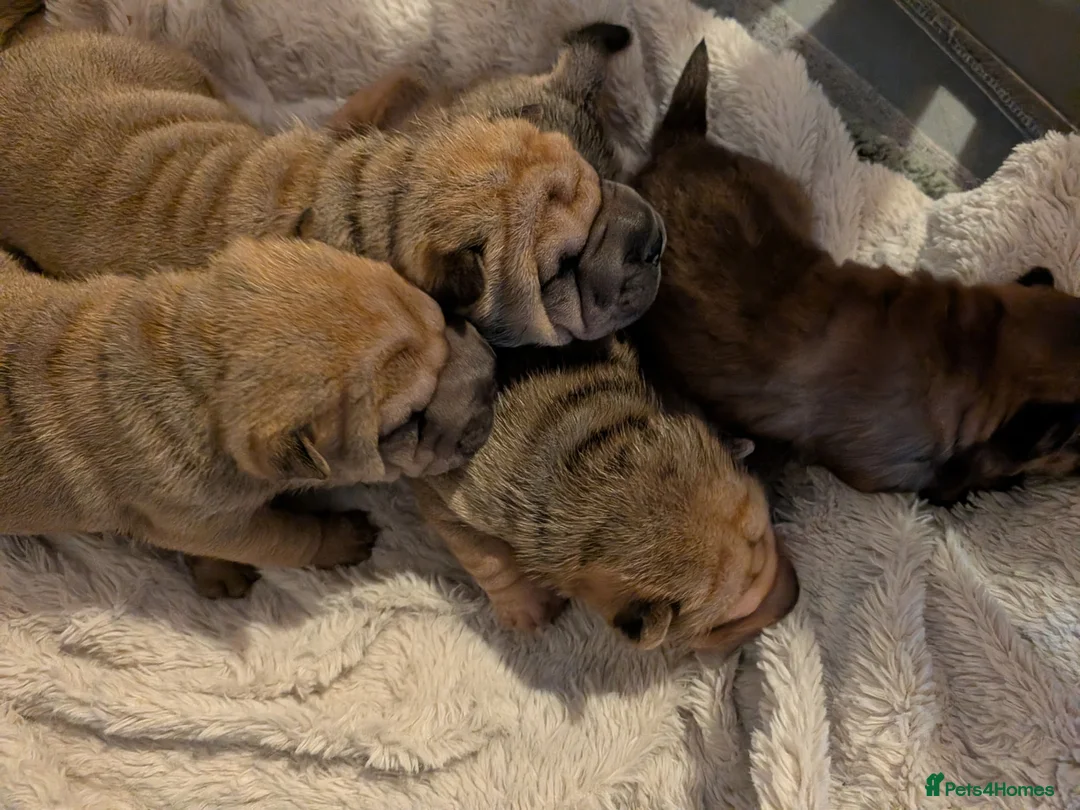 Shar Pei dogs for sale: Beautiful litter of Shar Pei Puppies  - Advert 2