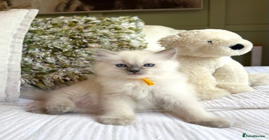 Ragdoll cats - Advert 3