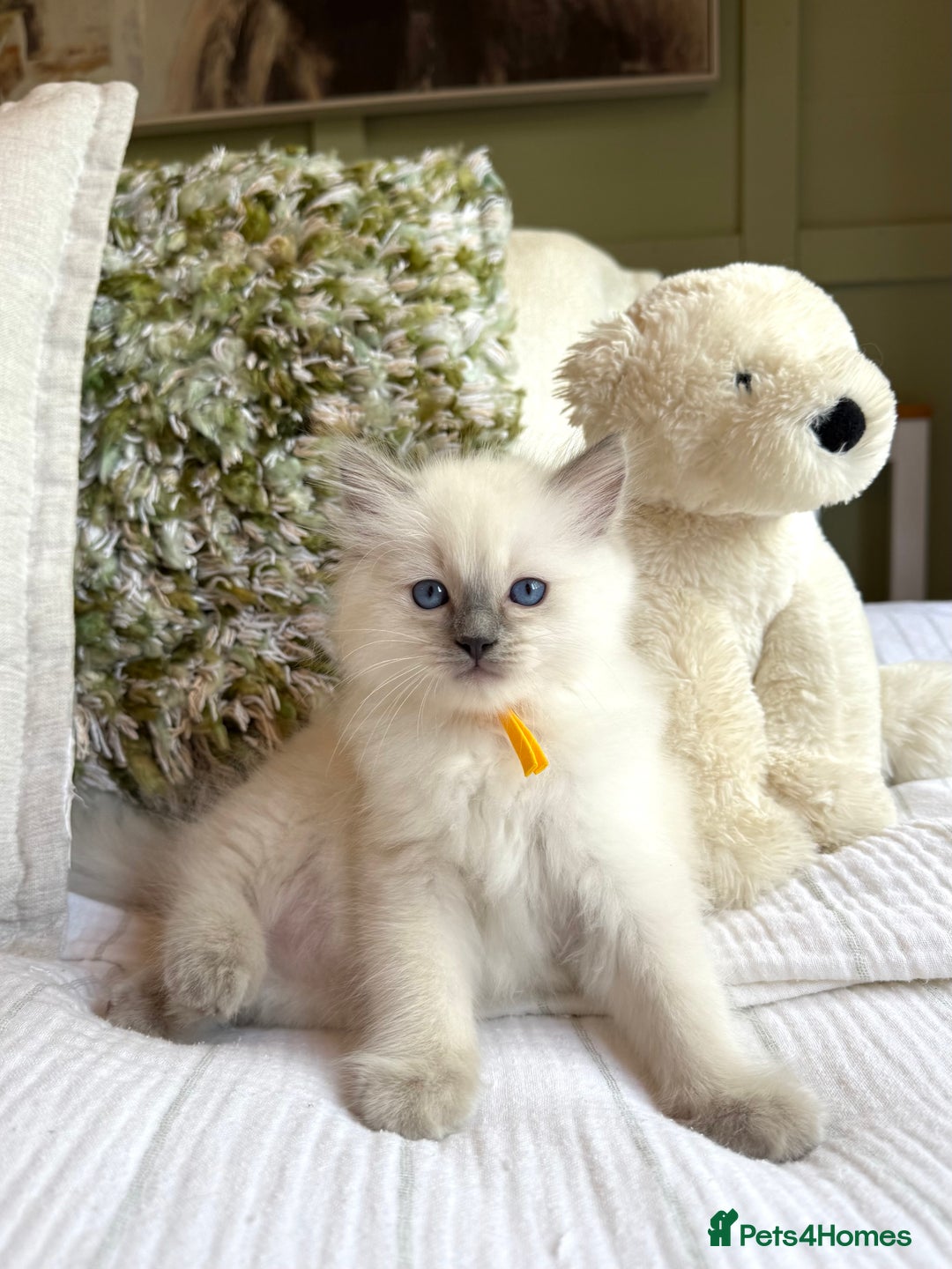 Ragdoll cats for sale: True to type, pure Ragdolls Kittesn - Image 2