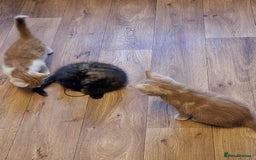 Mixed Breed cats for sale: 2 beautiful kittens - Image 7